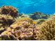 パナリ島のサンゴと魚
