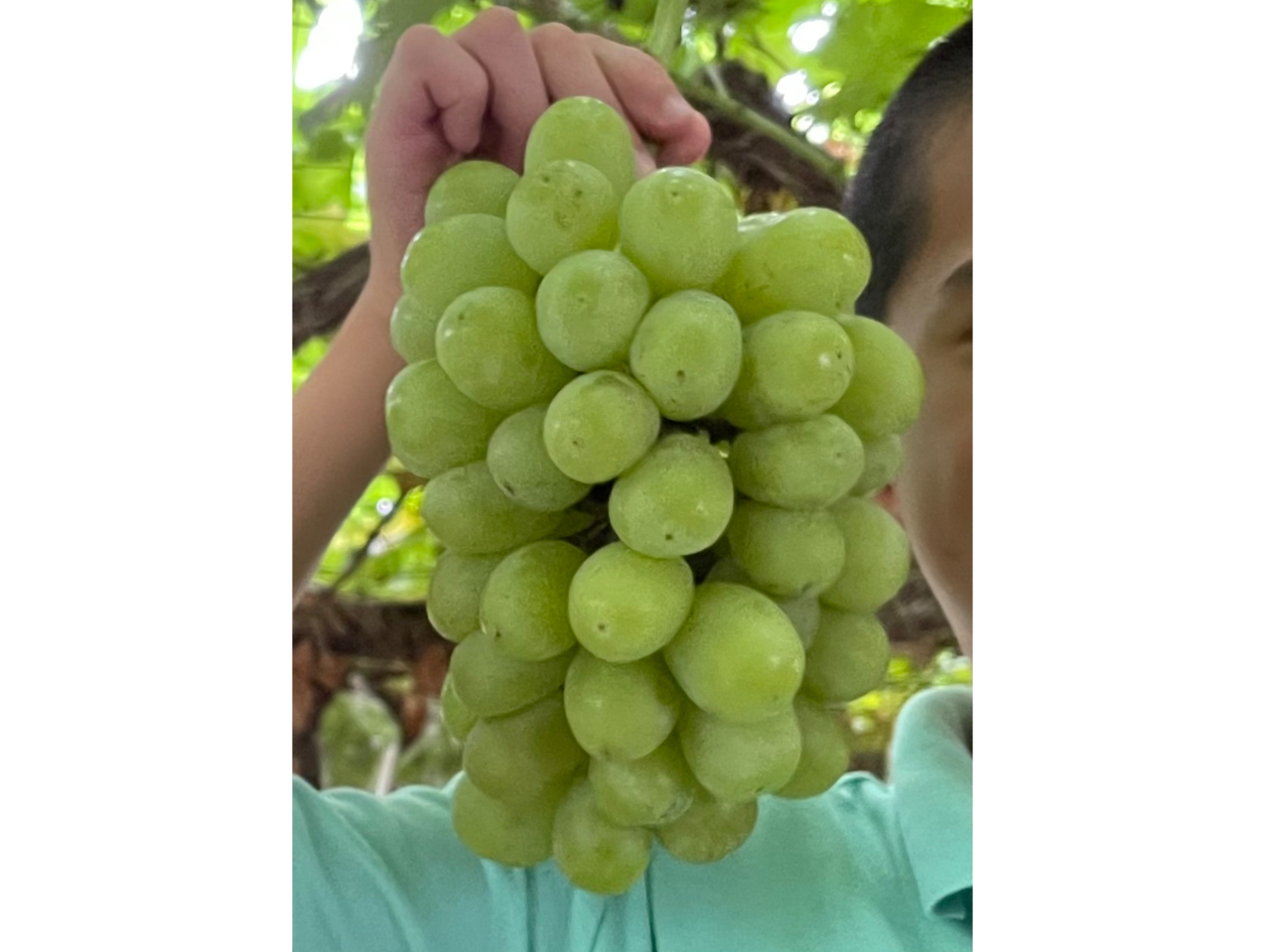 ★鹿児島中央駅から車で約20分!鹿児島市内のぶどう園!
★時間無制限!入場料無料!
★雨天でも体験可能!車いすやベビーカーも大丈夫!