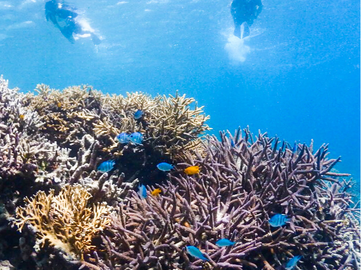 Ί_ӂ̊Cł̃Vm[PǑ́AԌnLȊCy߂܂B