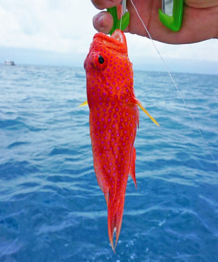 ނ鋛͕iڂɂȂAJtȔMыނ邩IH