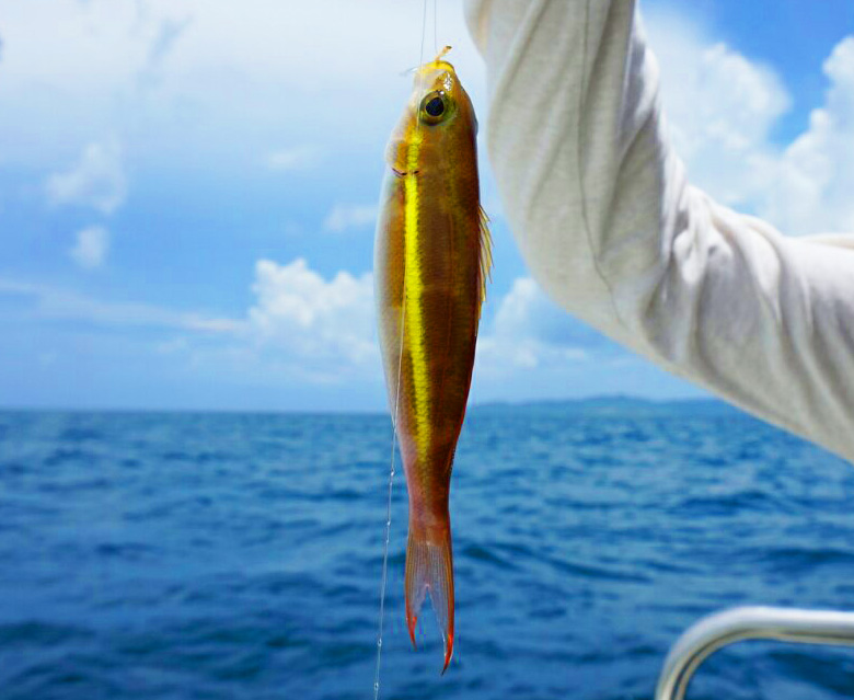 ǂȋނ邩́AނẮAEÉEE݁I