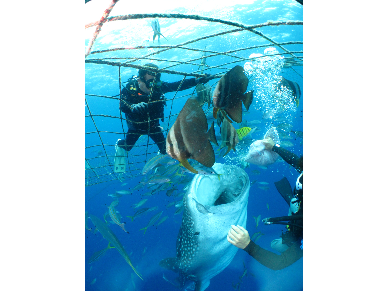 ڂ̑OōsWxCUւ̃GT͔͖_łI