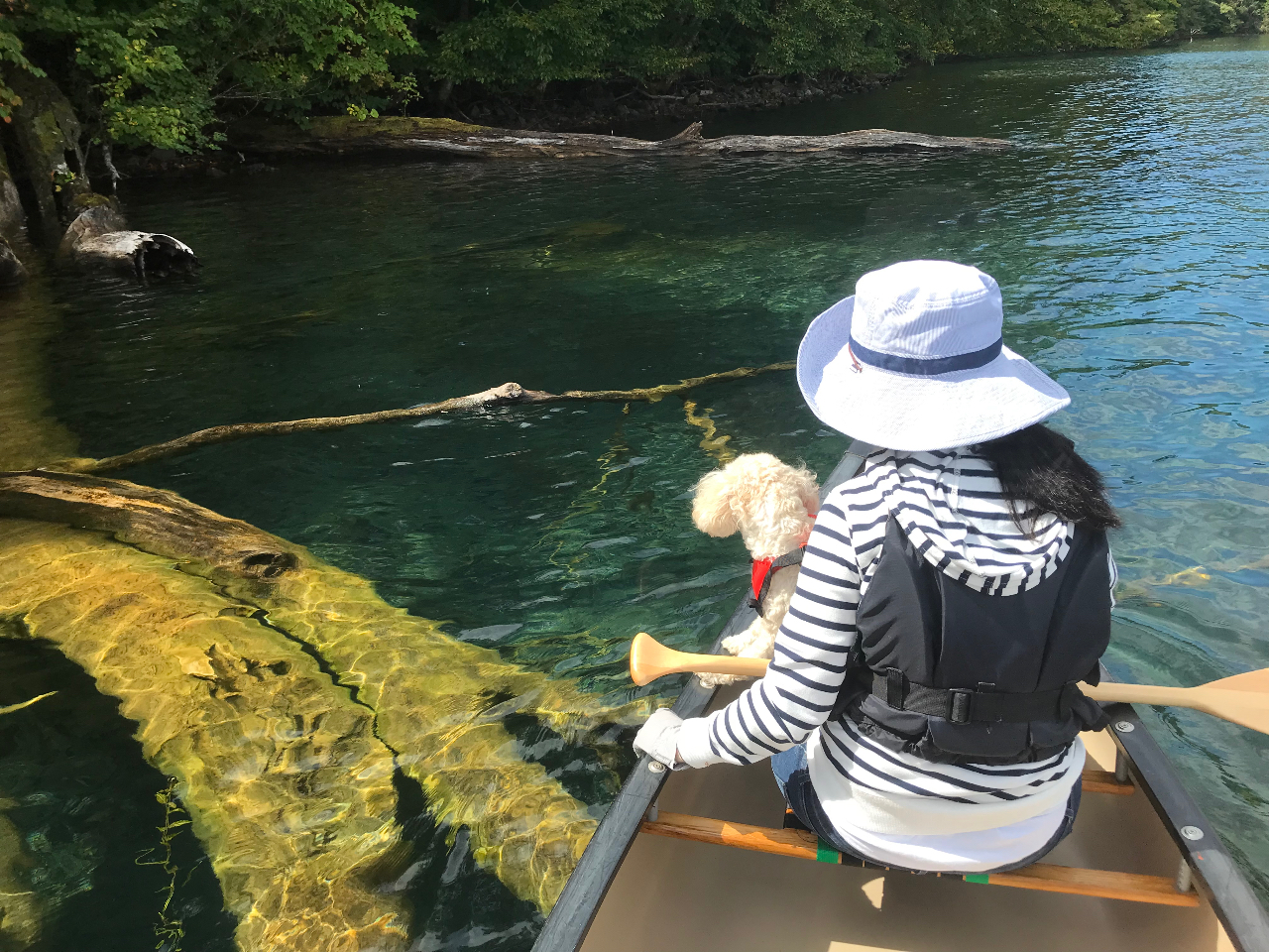 わんちゃんとの参加も可能です。愛犬と湖上の旅へ出かけて見ませんか!