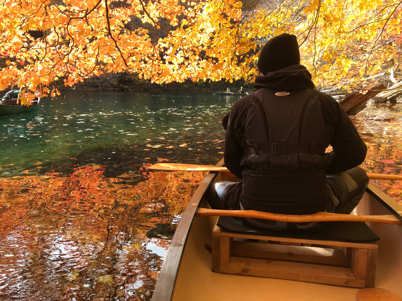 紅葉時期は、世界が黄色やオレンジに染まります。木の下に入ると360°紅葉に包まれます!