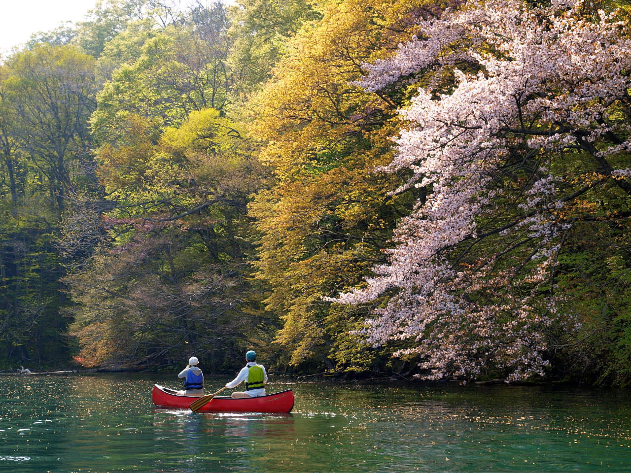 春はカヌーからお花見!新緑の木々の中にヤマザクラが咲いています。