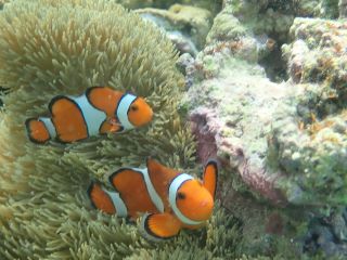 ニモちゃん100%会えますよ!