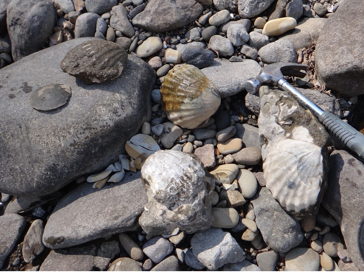 阿寒摩周国立公園 阿寒湖温泉 化石を探す 完全貸切ツアー Hokkaido Private Adventure じゃらん遊び体験