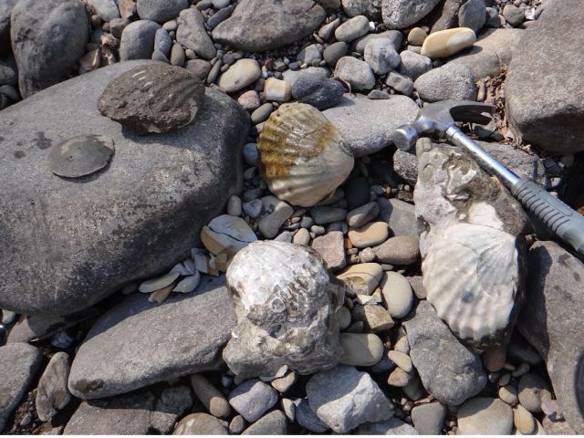 阿寒摩周国立公園 阿寒湖温泉 化石を探す 完全貸切ツアー Hokkaido Private Adventure じゃらん遊び体験 阿寒摩周国立公園 阿寒湖温泉 化石を探す 完全貸切ツアー Hokkaido Private Adventure じゃらん遊び体験