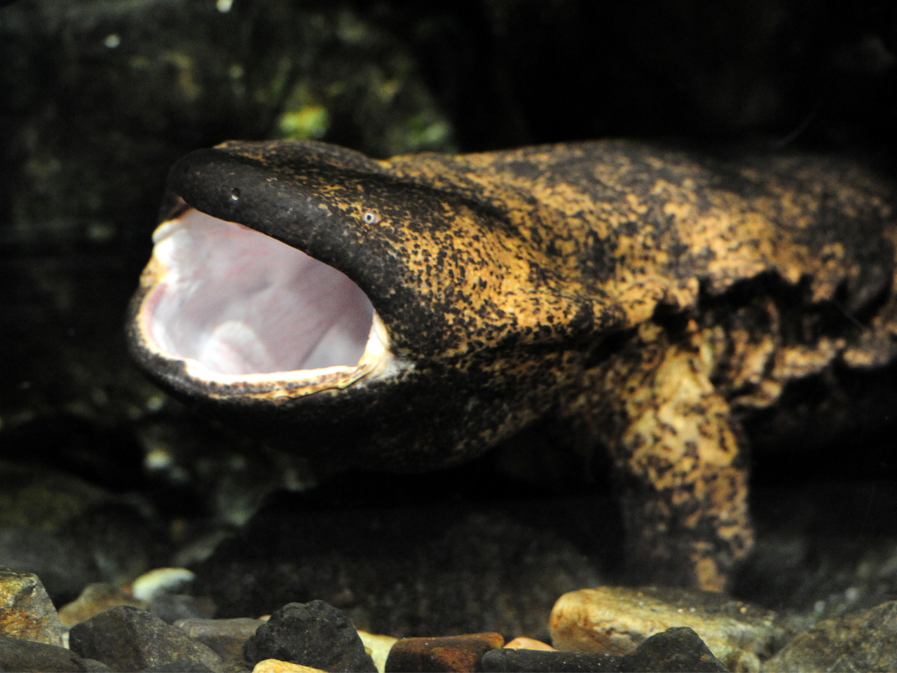 `u̐vGA`s̉͐Ču̐vGAɂ́AEő勉̗ށEIITVEEIWB̐Ԃڂ̑Ołώ@Ă