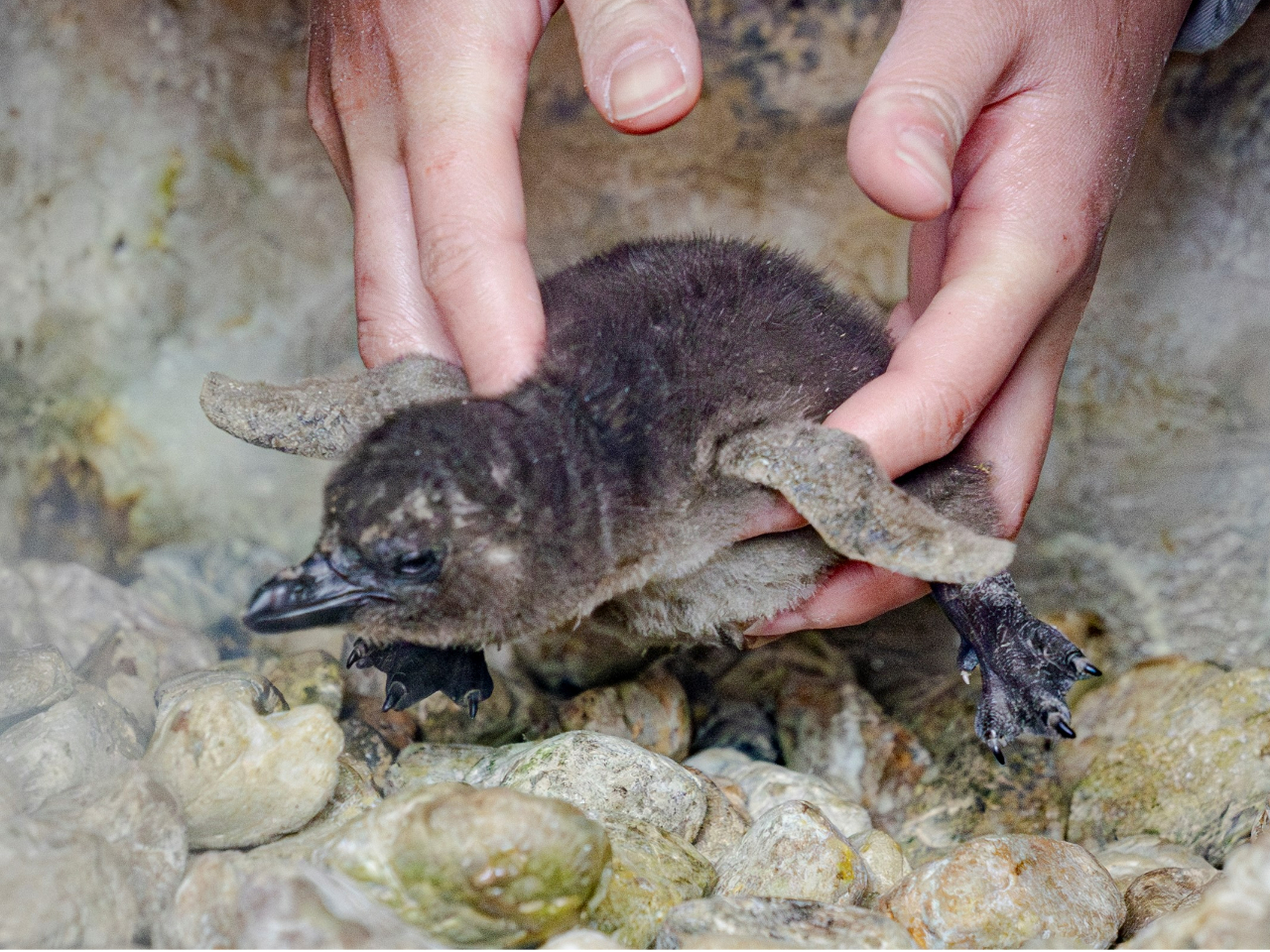 �_2025�N12���ɃP�[�v�y���M���̐Ԃ����2�H�a���I�^�u�y���M���v�G���A�̑����̒��Őe�y���M��������Ă��܂��B�����Ɣ`���Č�����Ă��������ˁ�