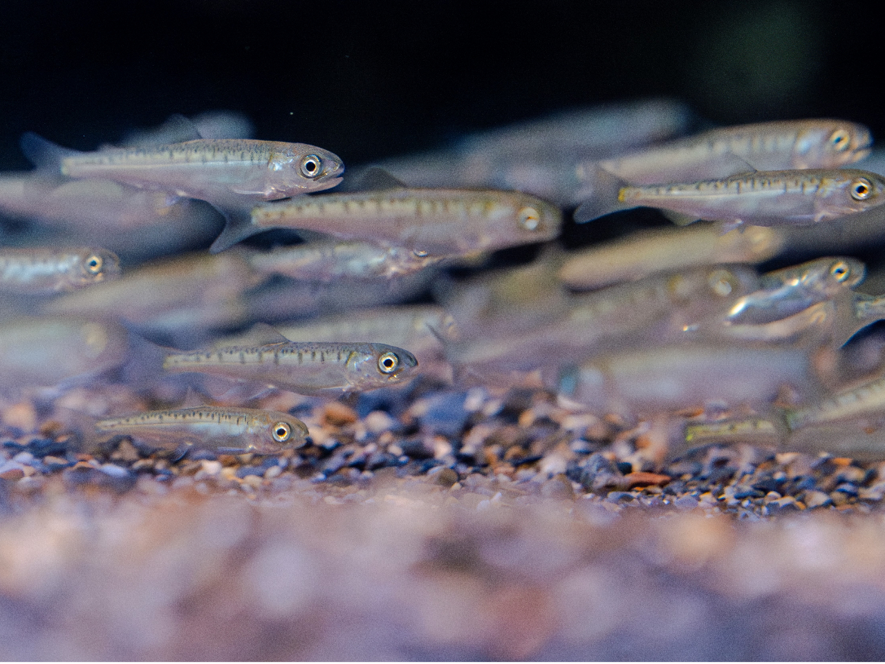 �`3/13�i���j�܂ł̓��ʓW�u��āI�����炿���2026�v�J�Ò��`�C�N������T�P�ɂȂ�܂ł̐���������낤�I�ٓ��������ăT�P�̈ꐶ���w�ԑ̌��^�Q�[�����o�ꒆ�ł�