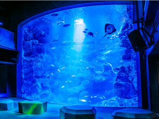 京都の海を再現した「京の海」大水槽!水槽前には多数のソファがあるので、お好きな場所で思い思いの時間を過ごすことができます♪