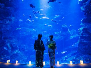 ★7/25(土)〜8/23(日)は夜8時まで営業!「夜のすいぞくかん」へ★夜ならではのいきものたちの姿と館内演出をお楽しみください。夜限定のドリンクも登場!