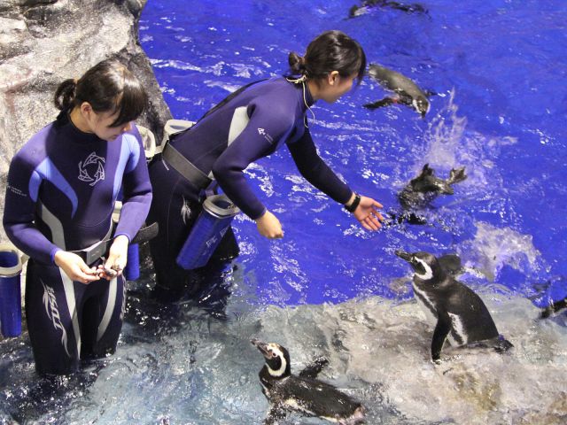 じゃらん限定 家族4人で最大25 Off 家族ですみだ水族館へ行こう 大人2名 子ども 小学生 幼児 2名 すみだ水族館 じゃらん遊び体験