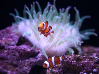 じゃらん限定 家族4人で最大25 Off 家族ですみだ水族館へ行こう 大人2名 子ども 小学生 幼児 2名 すみだ水族館 じゃらん遊び体験