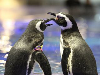 ★すみだ水族館★当日予約可能な入館チケット♪ご家族・お友達・恋人などみなさまでお楽しみください!