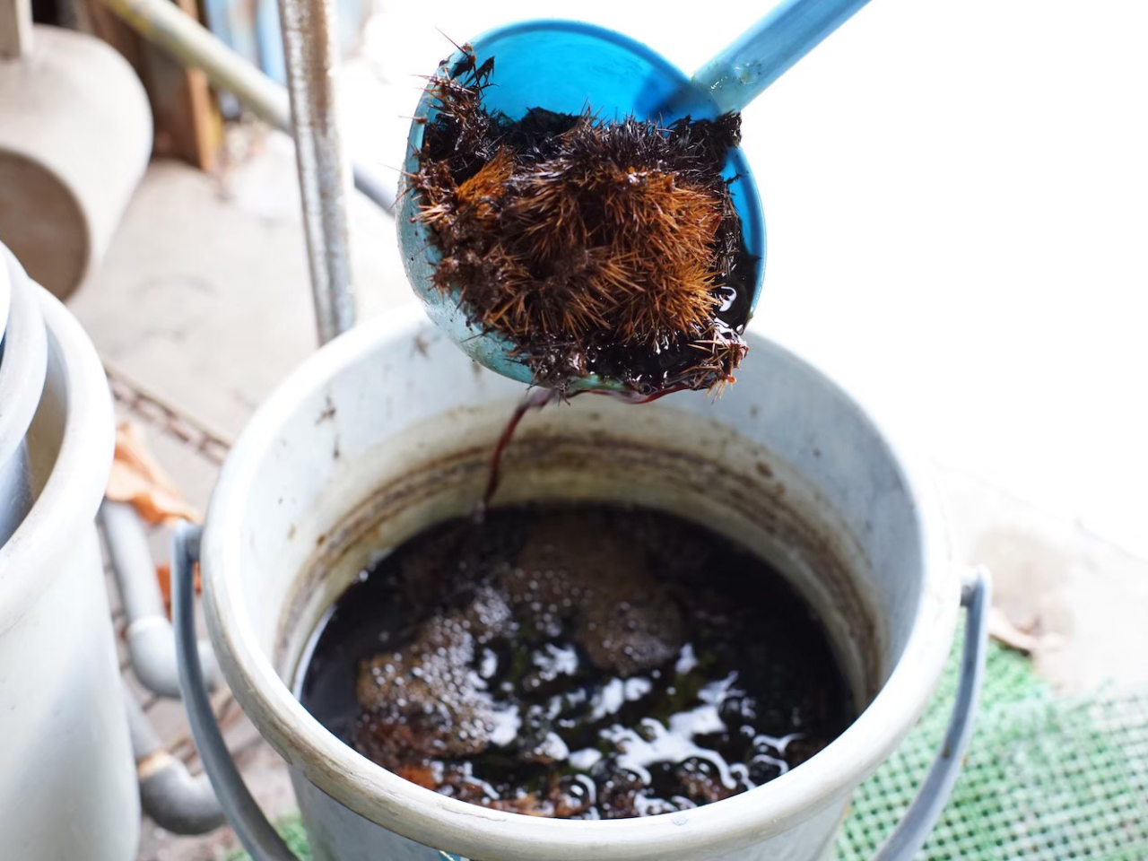 �ǂ񂮂���߂ł��B