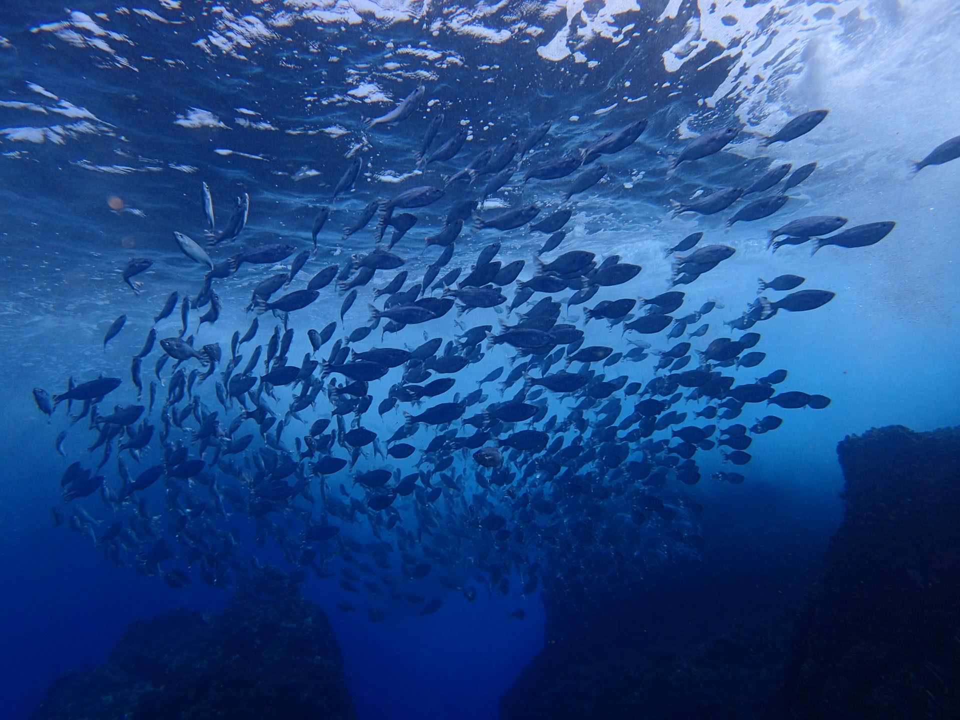 自社所有のダイビング船でボートダイビング。
器材フルレンタル込み!!
状況に応じて2名のガイドで、グループ分けします。
※その他の事項で 身長・体重・足のサイズをお知らせ下さい