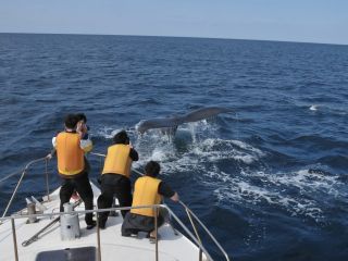 手を伸ばせば触れそうな距離にクジラ!が来た!