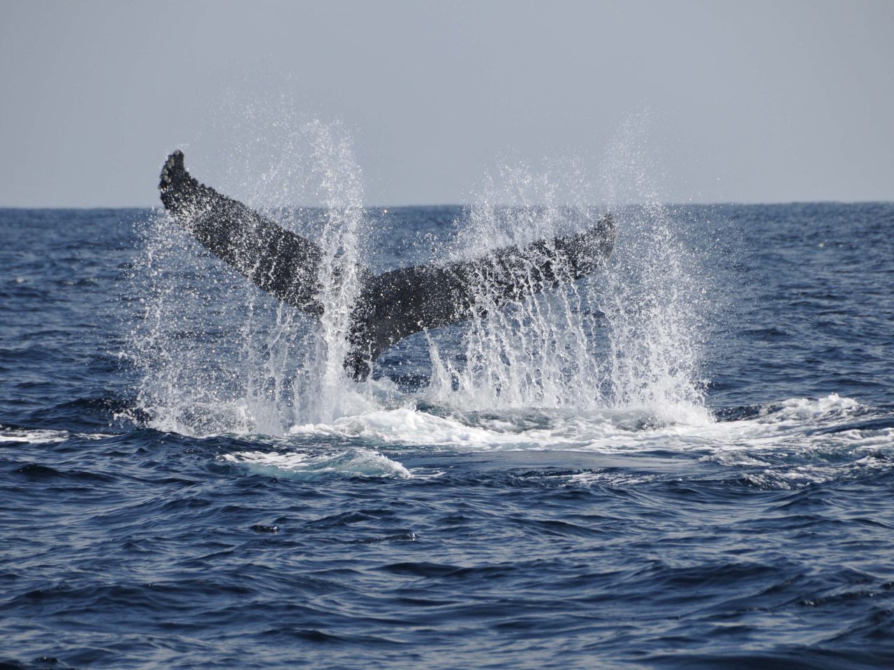 �g���Ԃ����΂��U�g�E�N�W��