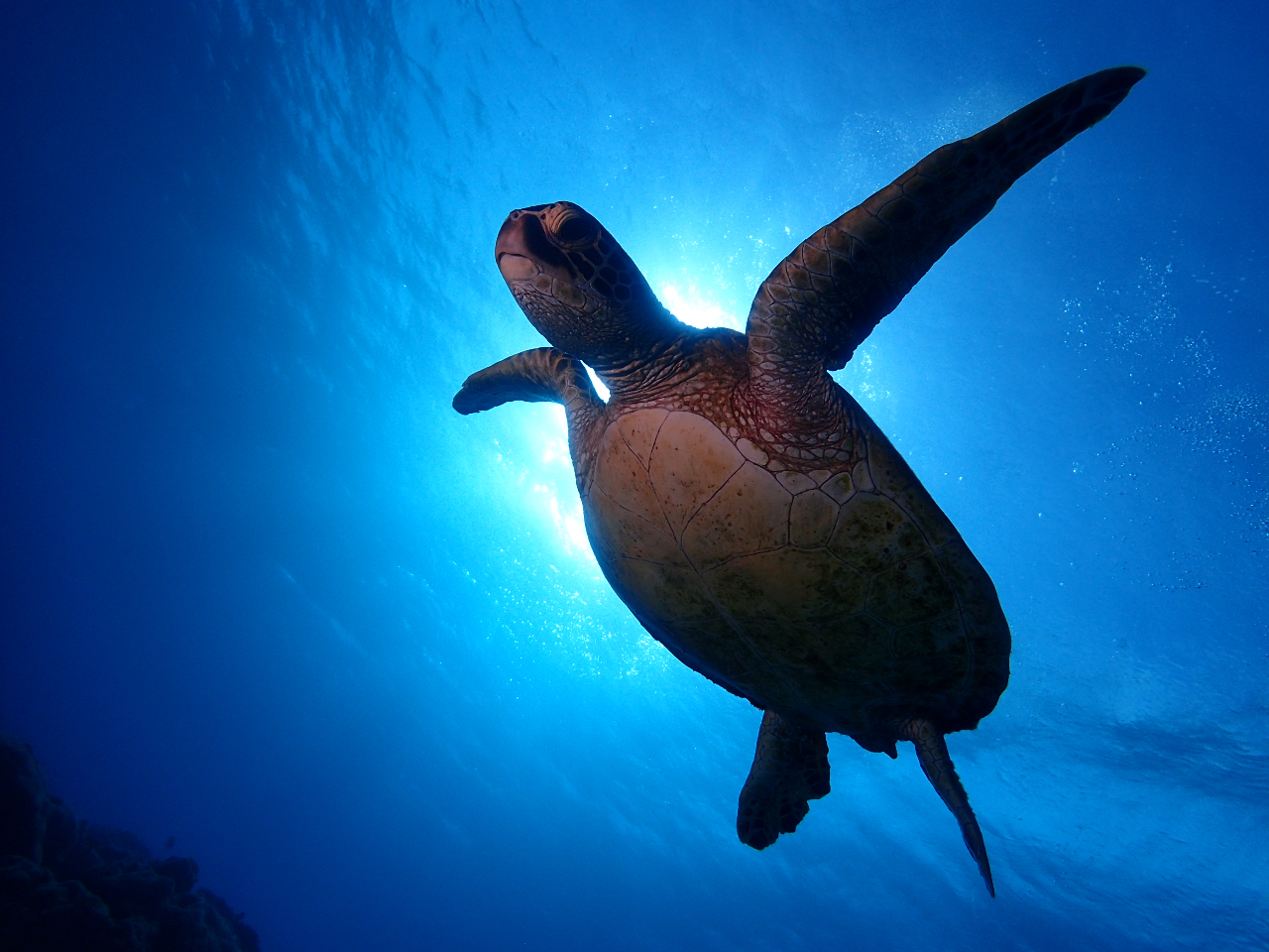 ウミガメに会えるかも。