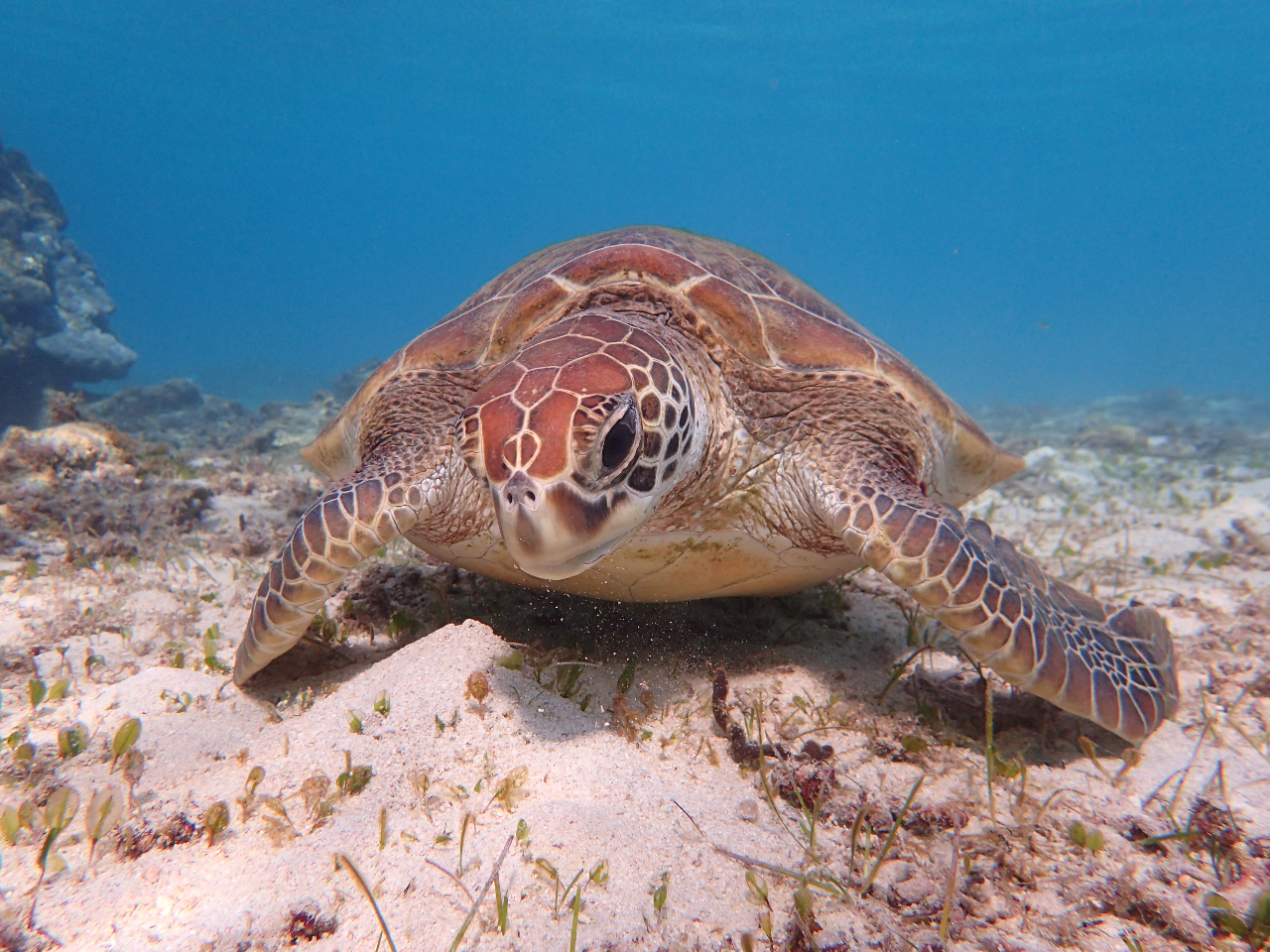 ウミガメにも会えるかも。