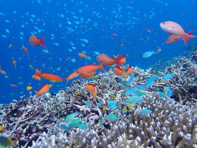青の洞窟 八重干瀬ツアー 伊良部島の海をシュノーケルで楽しもう 話題の八重干瀬にもご案内 初心者 お子様歓迎 ファミリー 女性同士 カップルにオススメ 伊良部島ツアー マカナ じゃらん遊び体験 青の洞窟 八重干瀬ツアー 伊良部島の海をシュノーケルで楽しもう 話題の八重干瀬にもご案内 初心者 お子様歓迎 ファミリー 女性同士 カップルにオススメ 伊良部島ツアー マカナ じゃらん遊び体験