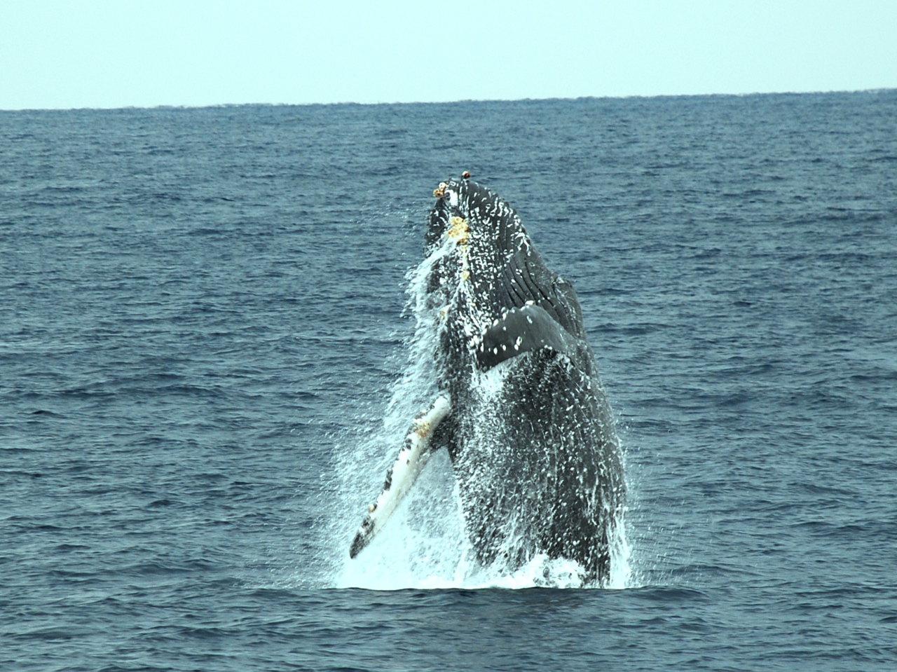 yu[`zUgENW̋̂Wv邱ƂI