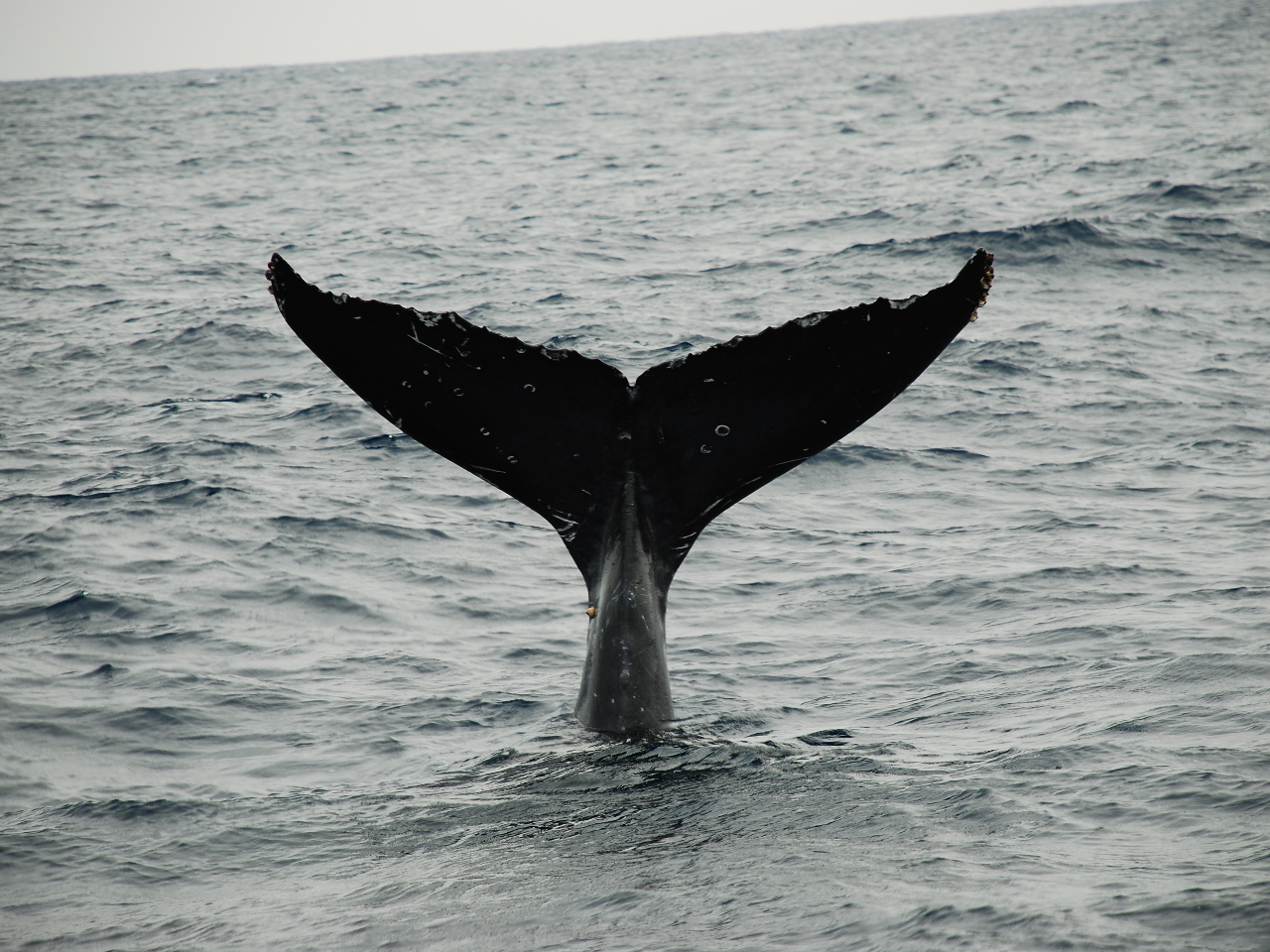 �ے��I�Ƃ�������N�W���̔��q���B