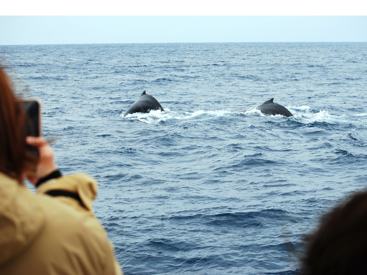 ☆ボートに乗っているだけだから誰でも参加できる!(中学生以上)
☆3時間の半日コースなので参加しやすい!
☆飛行機に乗る日にも海遊びをしたい!