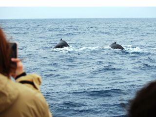 ボートの上から観察します。