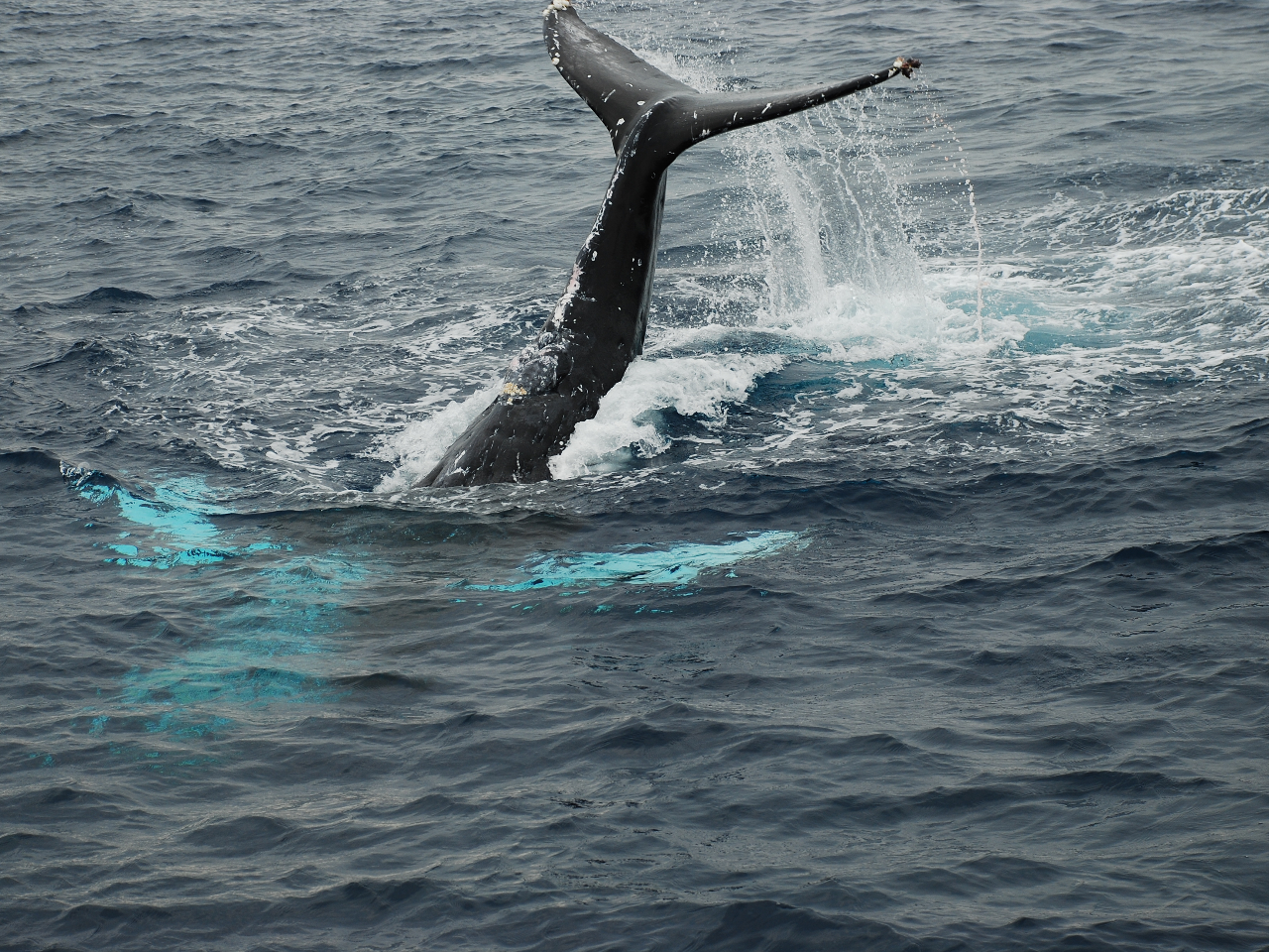 ���q���Ō��������ʂ�@���A�N�V���������͂��������I