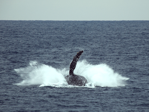 ĵ𐅖ʂɑłt邱ƂB