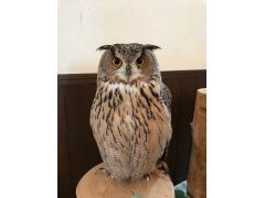 愛知の動物カフェランキングtop10 じゃらんnet 愛知の動物カフェランキングtop10 じゃらんnet
