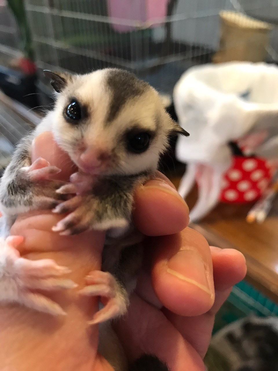 一宮 アニマルカフェ 不可思議でかわいい動物に癒されよう アニマルカフェ不可思議 じゃらん遊び体験