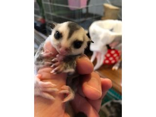 一宮 アニマルカフェ 不可思議でかわいい動物に癒されよう アニマルカフェ不可思議 じゃらん遊び体験 一宮 アニマルカフェ 不可思議でかわいい動物に癒されよう アニマルカフェ不可思議 じゃらん遊び体験