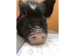 一宮 アニマルカフェ 不可思議でかわいい動物に癒されよう アニマルカフェ不可思議 じゃらん遊び体験 一宮 アニマルカフェ 不可思議でかわいい動物に癒されよう アニマルカフェ不可思議 じゃらん遊び体験