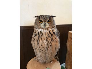 フクロウを1羽選んで腕に乗せられます
