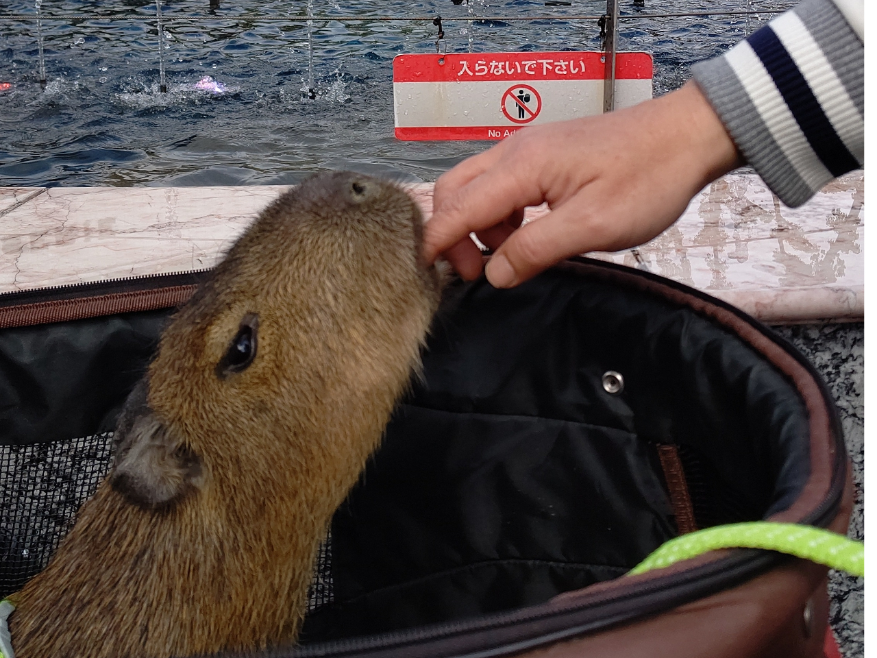 �l���������J�s�o��