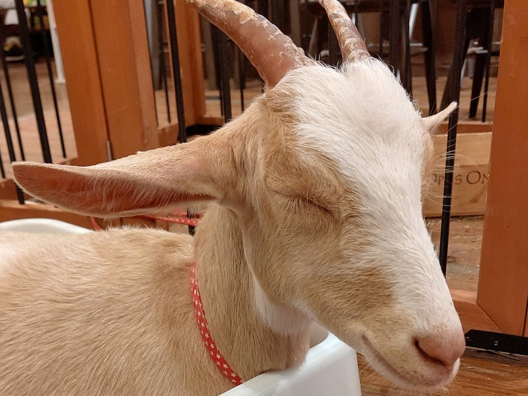 �₵�����̃��M�̂��������