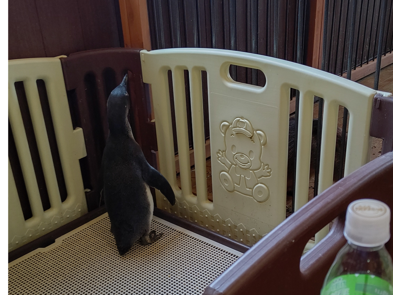 ���U���̌��͓y�j���݂̂̎��{�ł��B�\��͏����Ă���܂���B