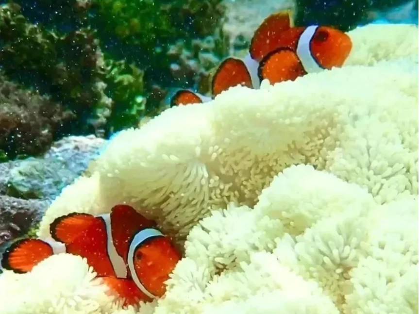 海にはお魚たちがいっぱい!「ニモ」のモデルになったかわいいカクレクマノミにも★☆彡