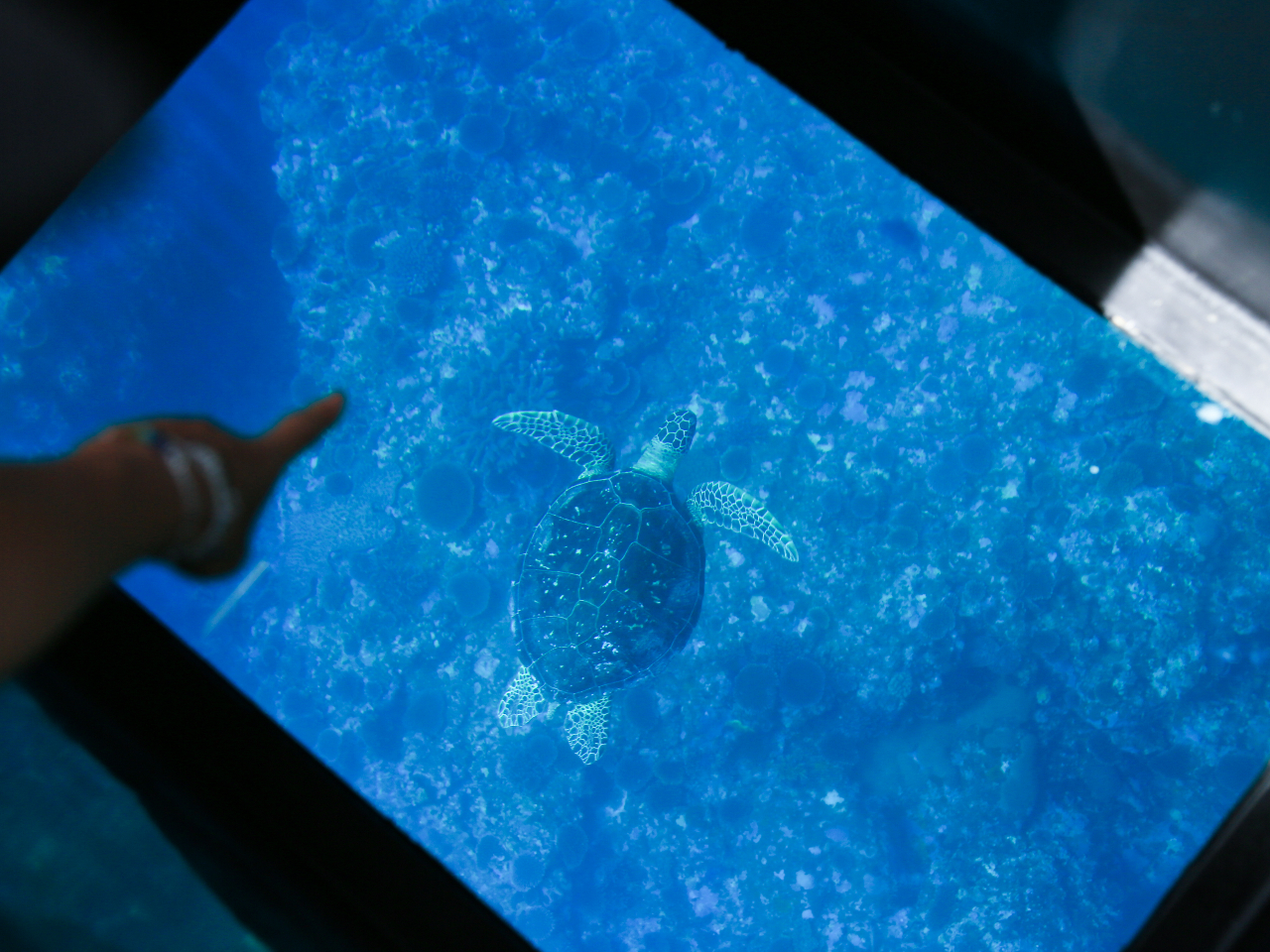 運が良ければ、ウミガメに逢えるかも!?