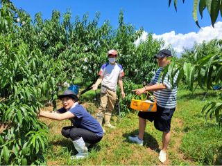 これは桃狩りですよ