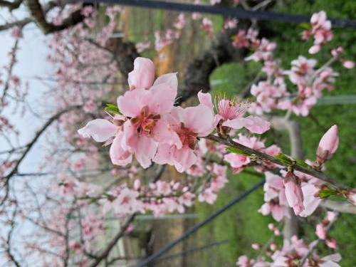 春4月は桃の花が満開!ぜひ見に来てね。