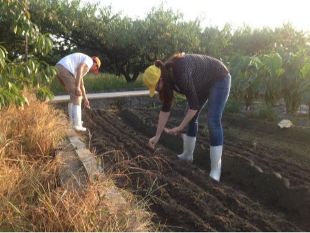 野菜の種をまいてどんな果物。野菜ができるかがが楽しみ