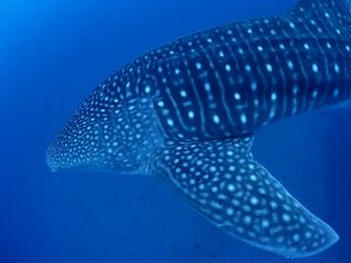 ジンベエザメツアー