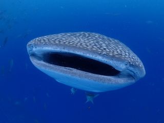 ジンベエザメツアー