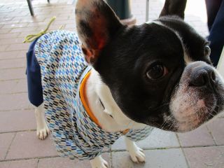 愛犬との旅の思い出に 犬用矢絣 やがすり レンタルプラン 大正村浪漫亭 じゃらん遊び体験