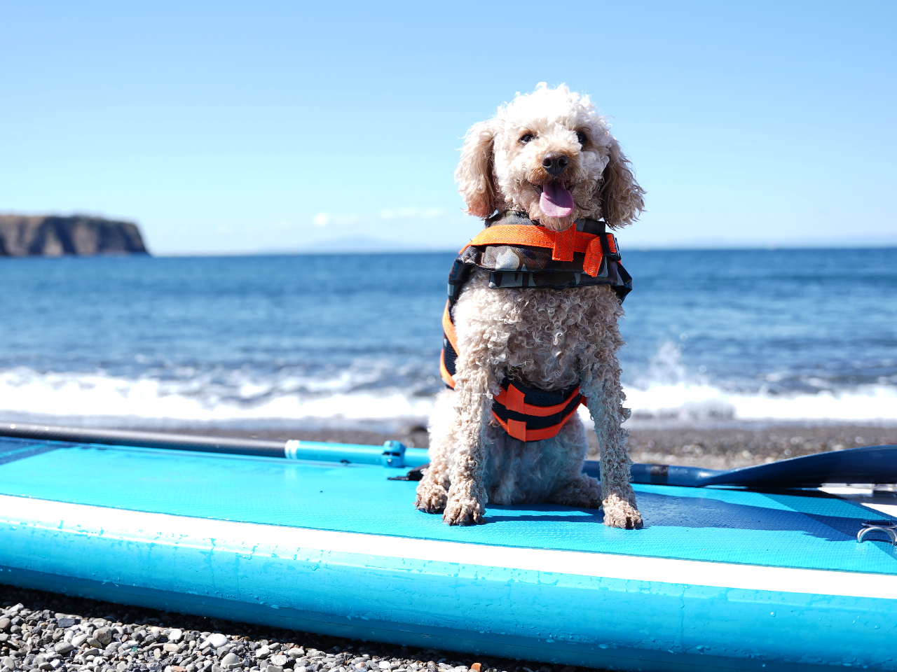 【千葉・南房総・鋸南町】初心者大歓迎!愛犬と一緒に海上クルージング!DOG SU...